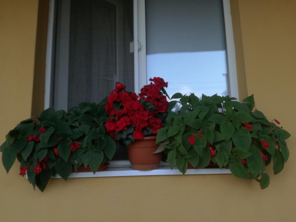 Pensiunea Vladut Timisoara Luaran gambar